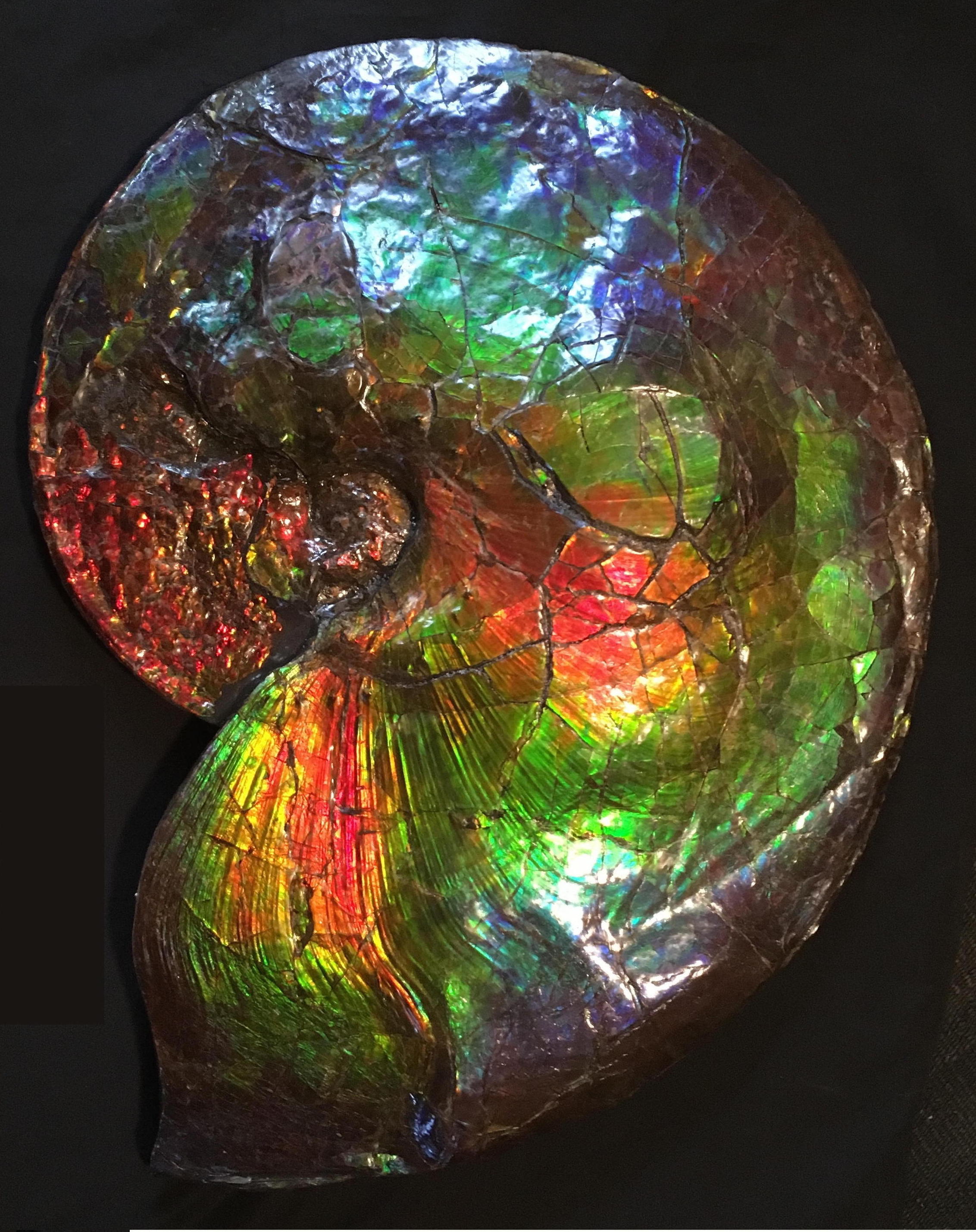 If the photons emitted by this ammonite could be seen by a critical mass of humanity then maybe, just maybe, they will illuminate the issues that matter and instill in all a sense of unity and the resolve to become one.