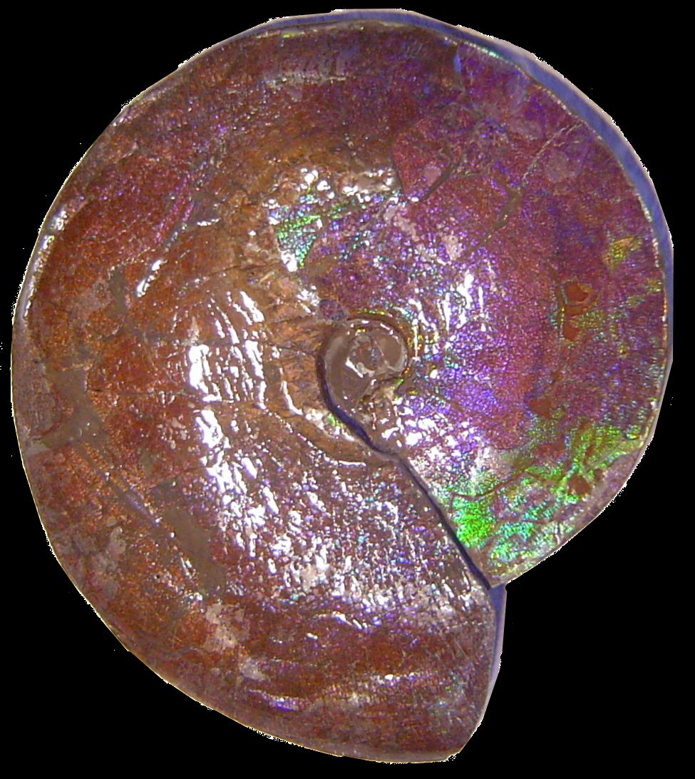 Ammonite - Ammonite.com